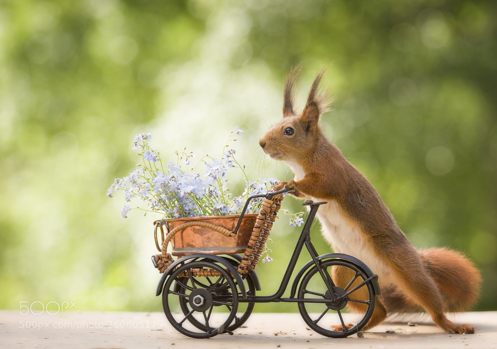 Nikon D810 sample photo. Red squirrels with forget photography