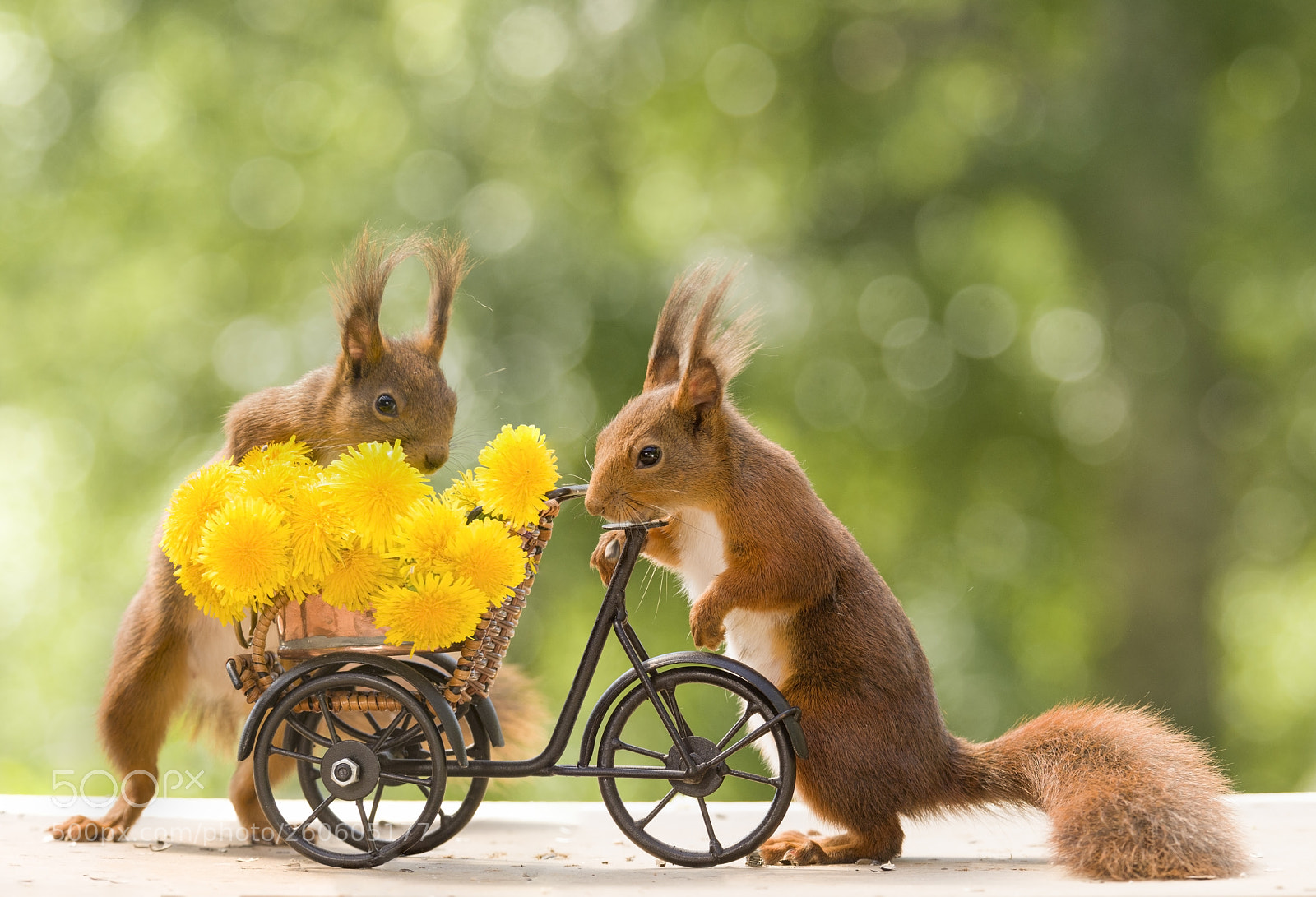 Nikon D810 sample photo. Red squirrels with dandelion photography