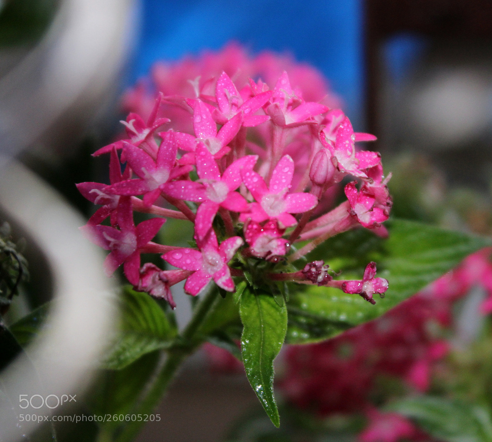 Canon EOS 1200D (EOS Rebel T5 / EOS Kiss X70 / EOS Hi) sample photo. Awesome blossom photography