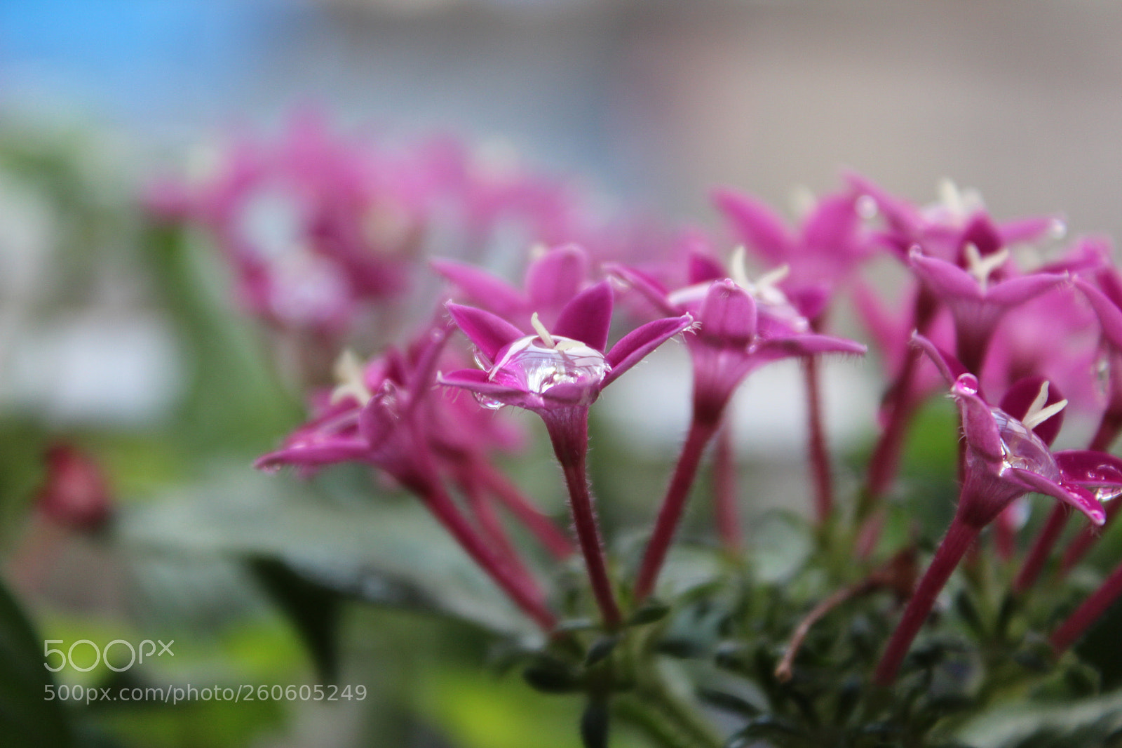 Canon EOS 600D (Rebel EOS T3i / EOS Kiss X5) sample photo. Awesome blossom photography