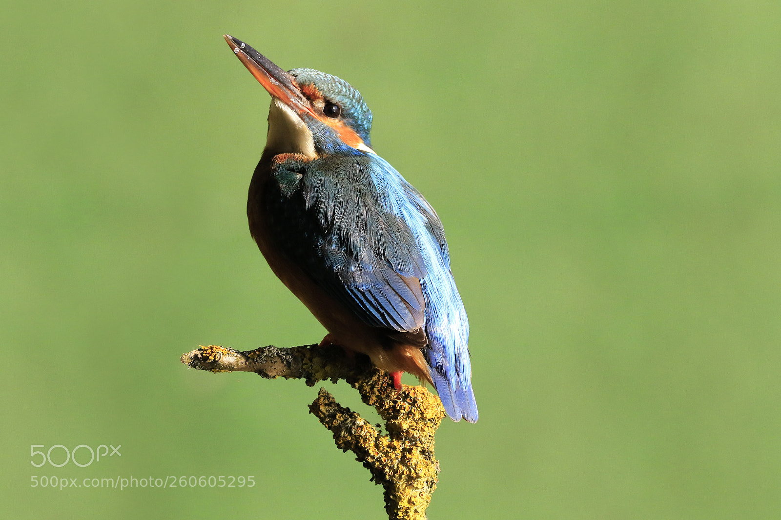 Canon EOS 7D Mark II sample photo. Eisvogel photography