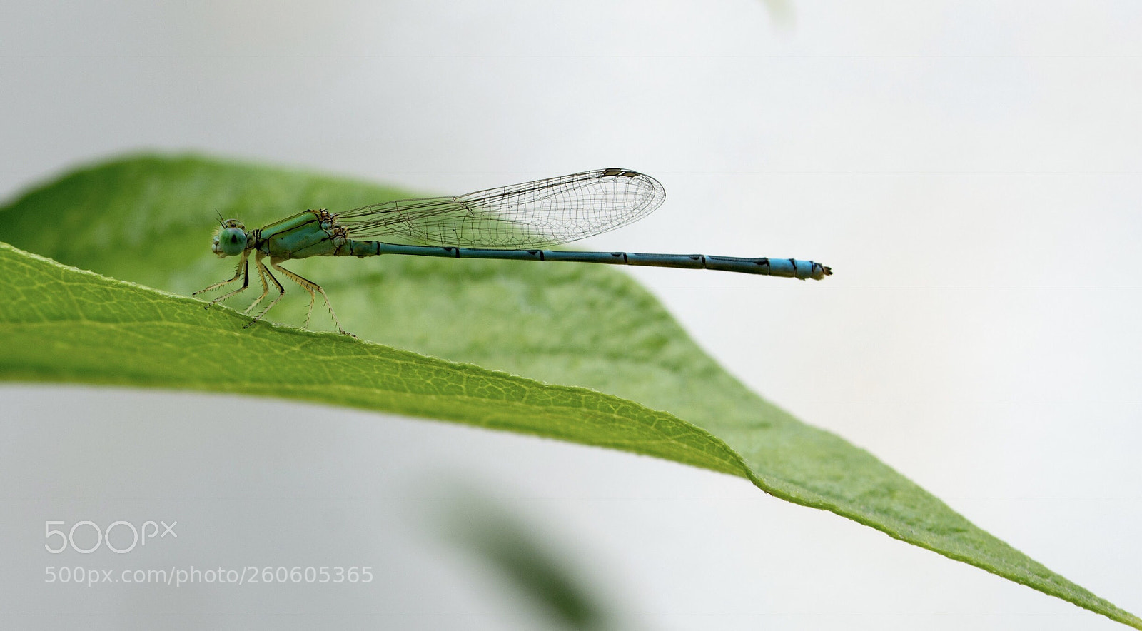 Nikon D7200 sample photo. Dragonfly  photography