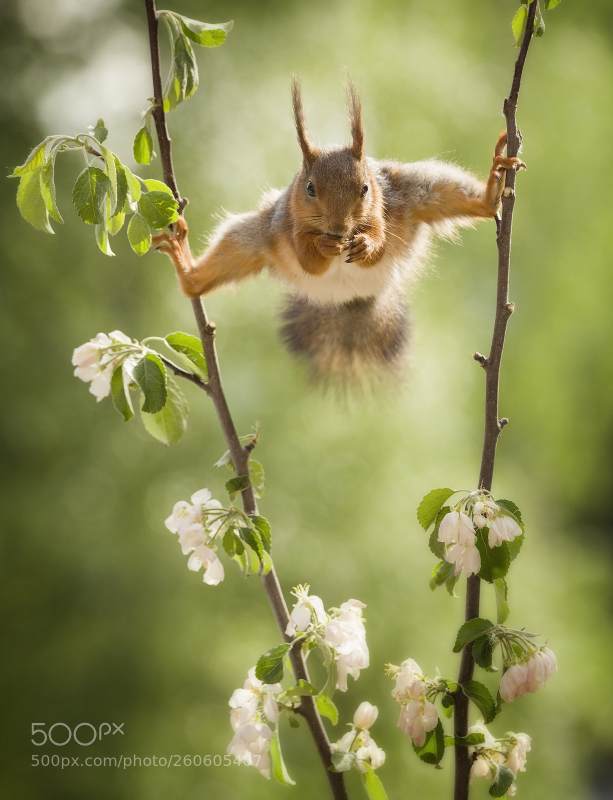 Nikon D810 sample photo. Red squirrel in split photography