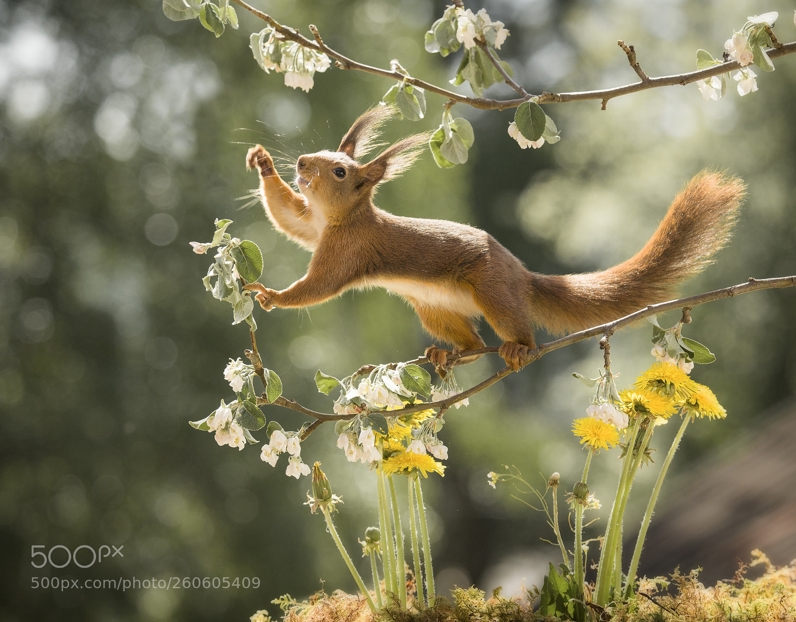 Nikon D810 sample photo. Red squirrel is reaching photography