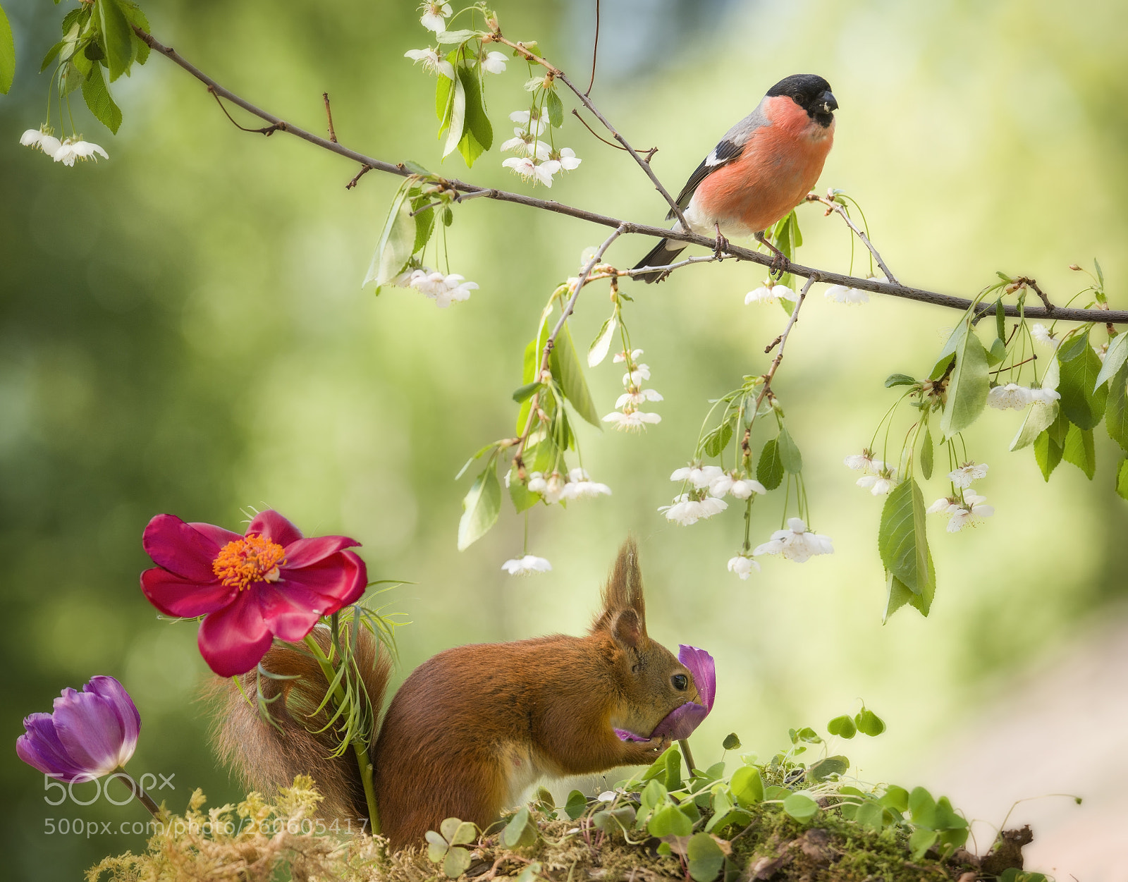 Nikon D810 sample photo. Red squirrel with nose photography
