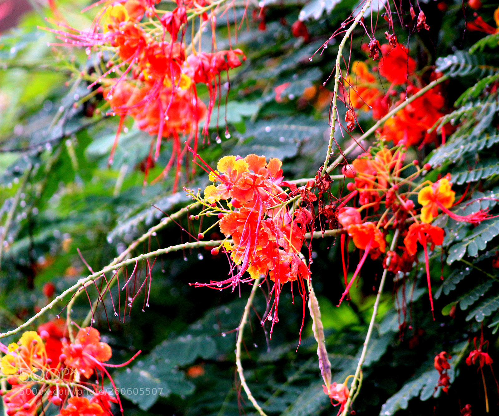 Canon EF-S 55-250mm F4-5.6 IS II sample photo. Img photography