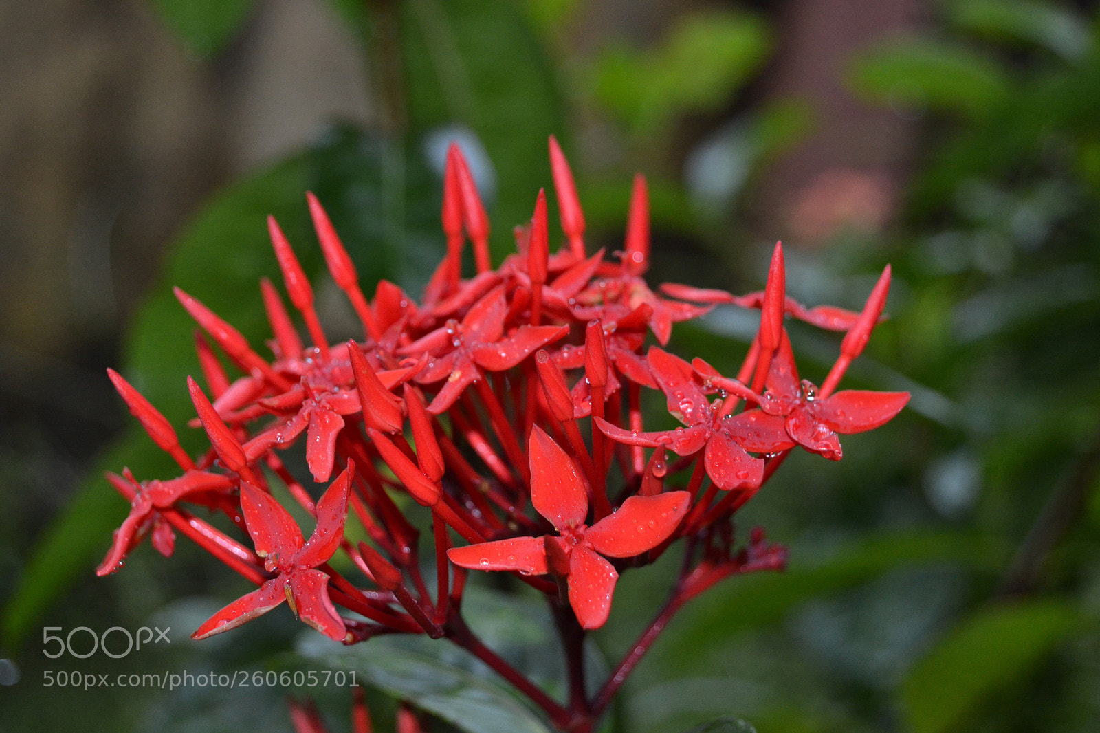 Nikon D3100 sample photo. Untitled photography