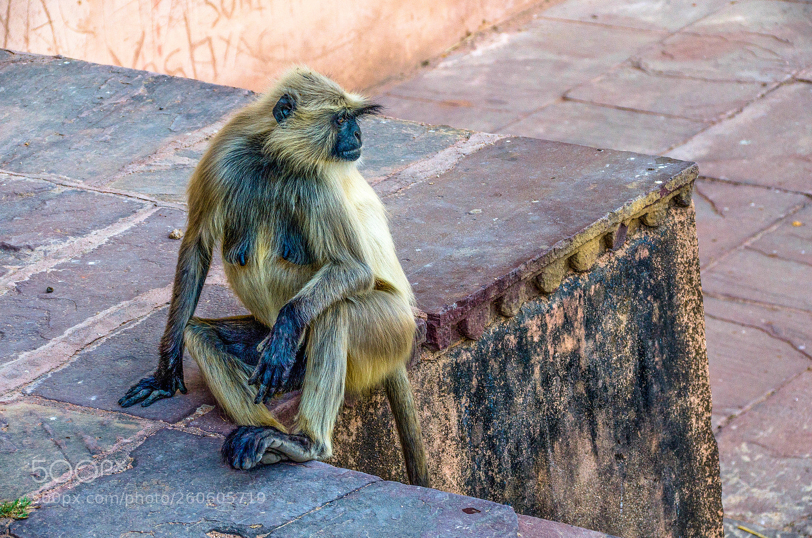 Nikon D7000 sample photo. Resting monkey photography