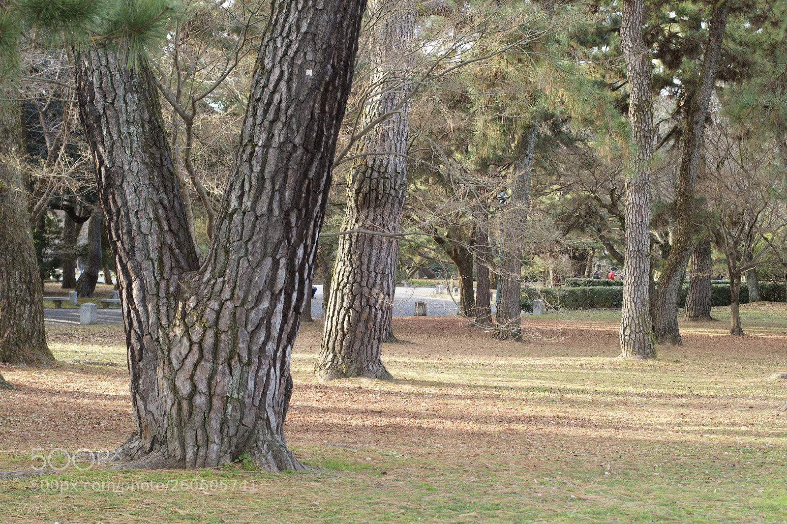 Canon EOS 60D sample photo. Imperial garden, kyoto photography