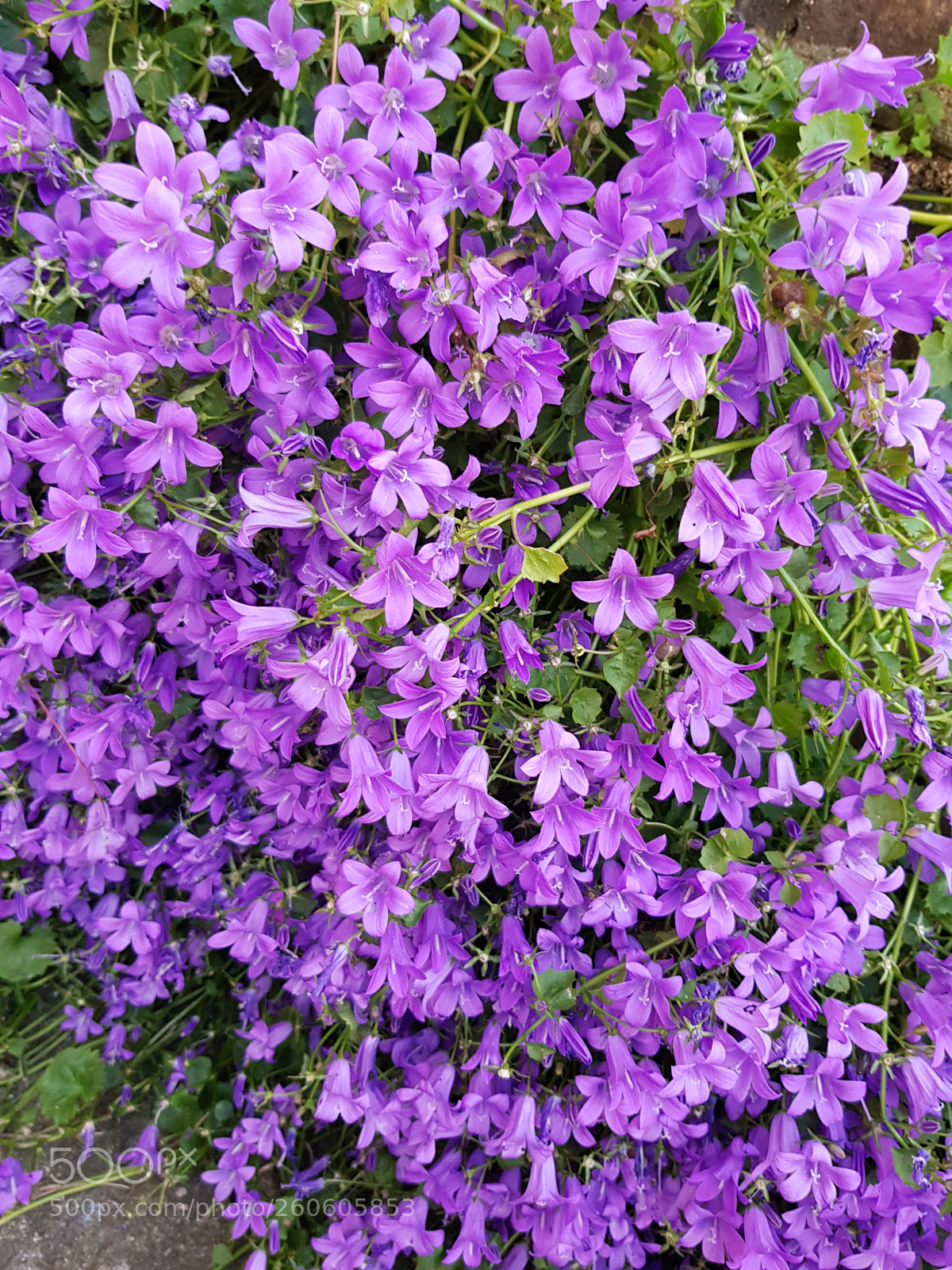 Samsung Galaxy S8 sample photo. Garden boarder. photography
