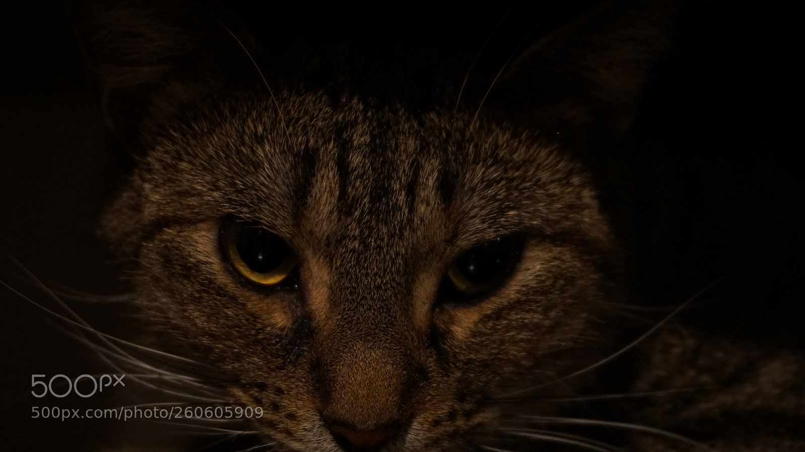 Sony a6000 sample photo. Cat eyes photography