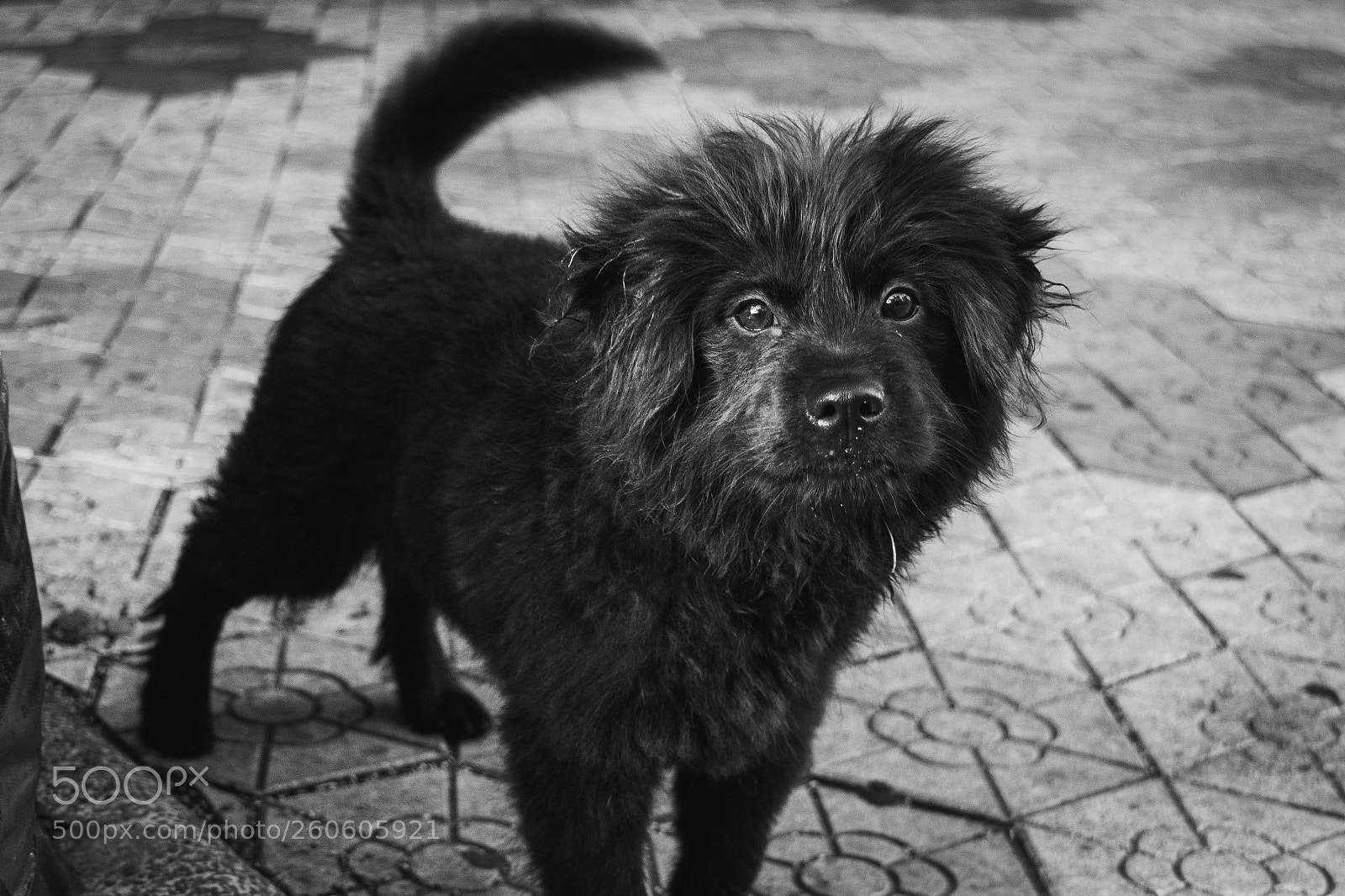 Nikon D5200 sample photo. Adorable stray photography