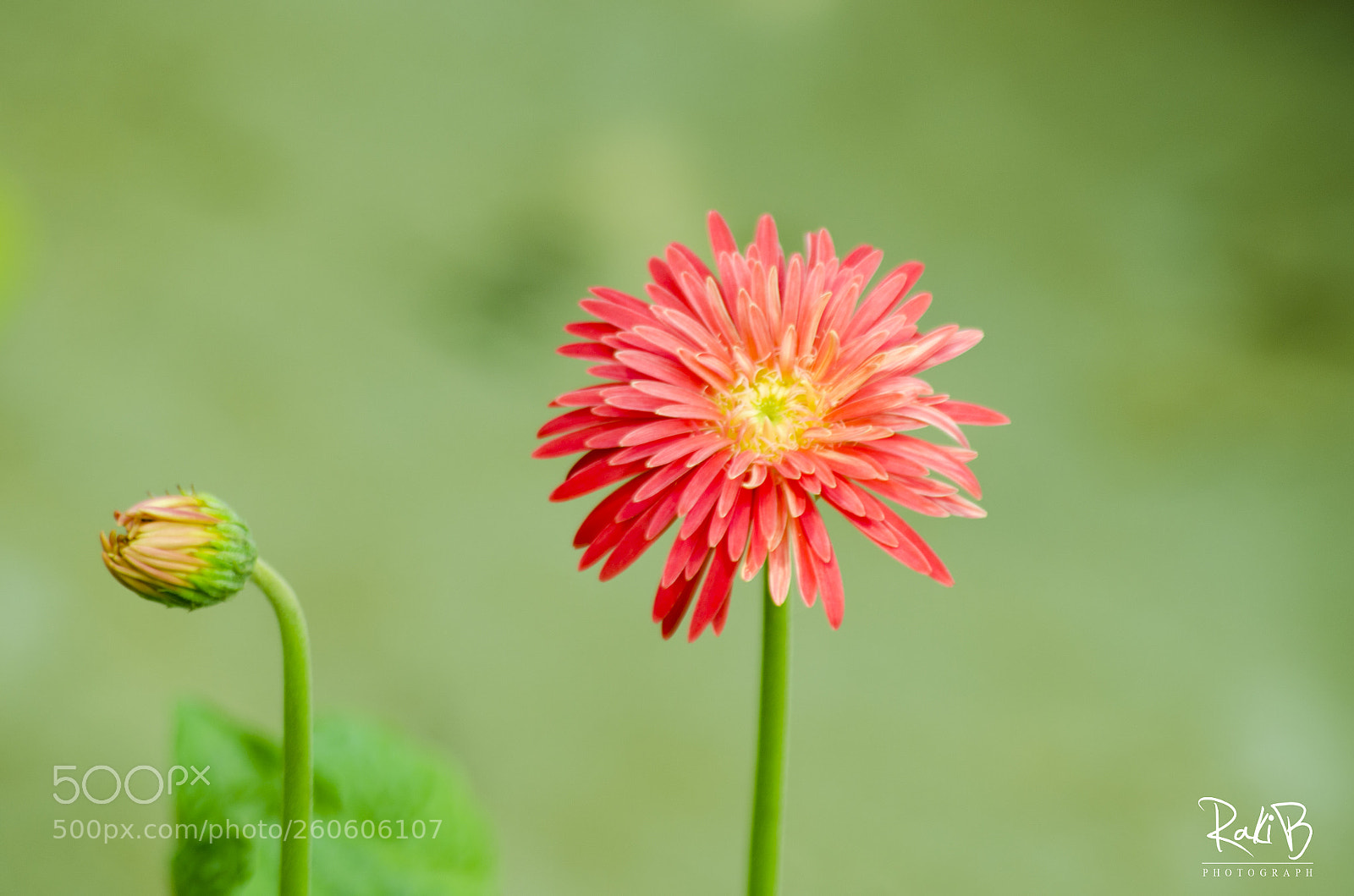 Nikon D5100 sample photo. Beautiful ? photography