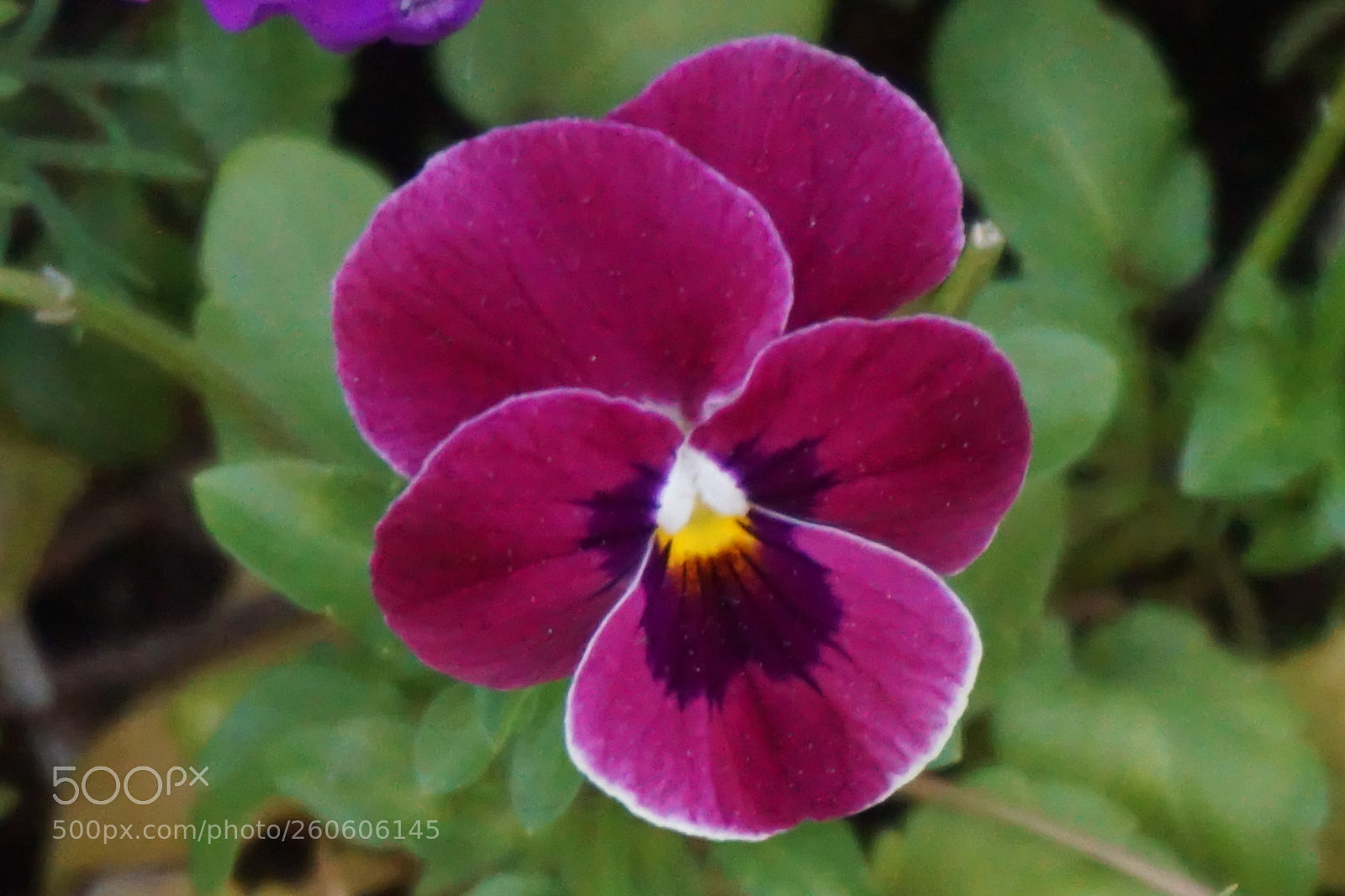 Sony a6000 sample photo. Flower photography