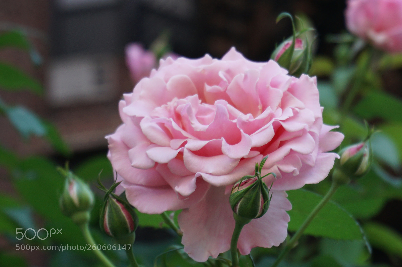 Sony a6000 sample photo. Flower photography