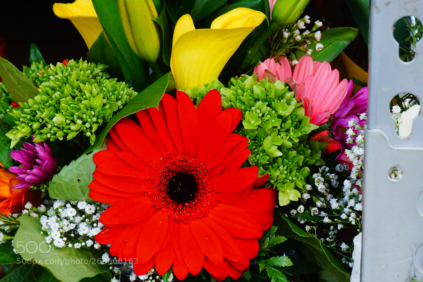 Sony a6000 sample photo. Flower photography