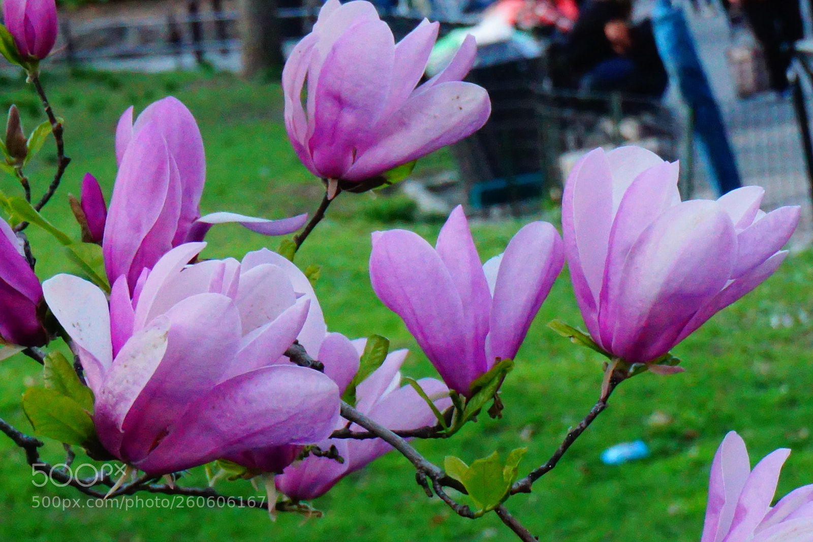 Sony a6000 sample photo. Flower photography