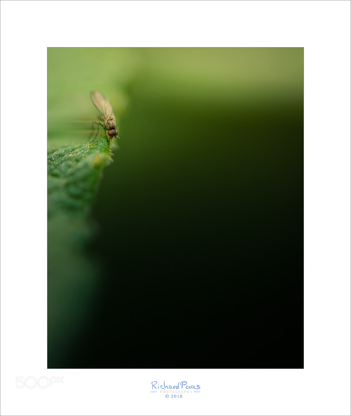 Canon EOS 5D Mark IV sample photo. Emergency brake (fly) :-) photography