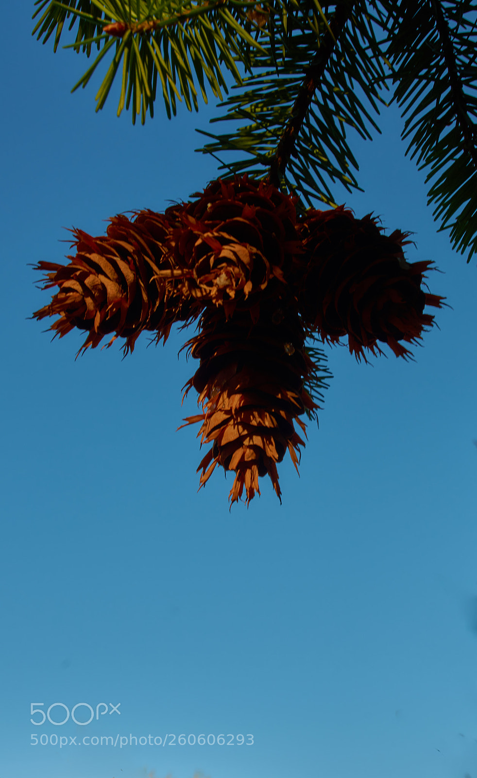 Nikon D7000 sample photo. Piñon photography