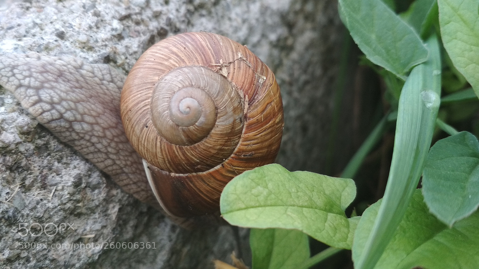 Xiaomi Redmi 4X sample photo. Untitled photography