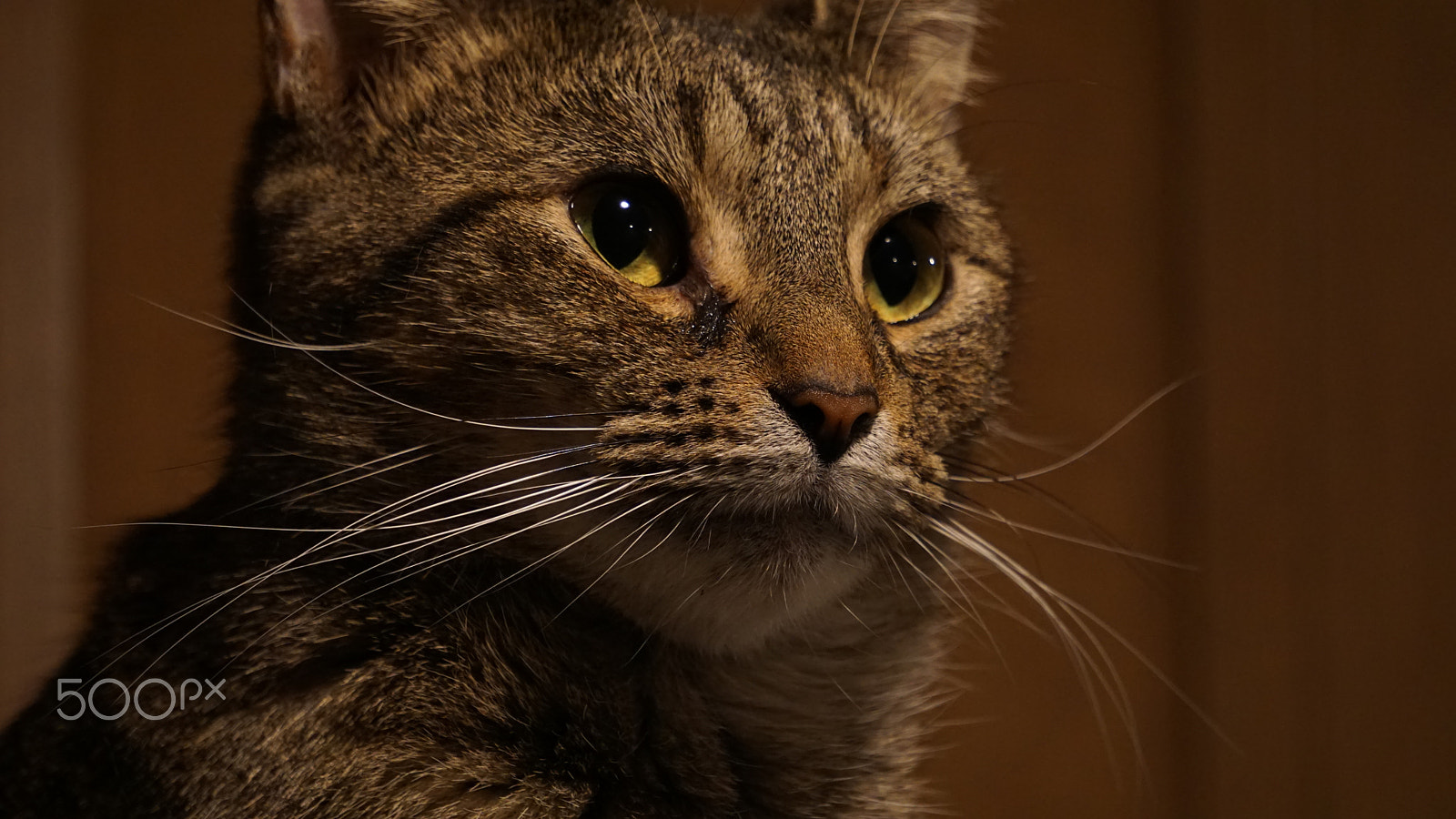 Sony a6000 sample photo. Close up of a cat photography