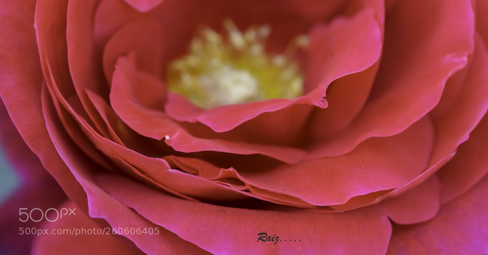 Canon EOS 5DS sample photo. Rose macro photography