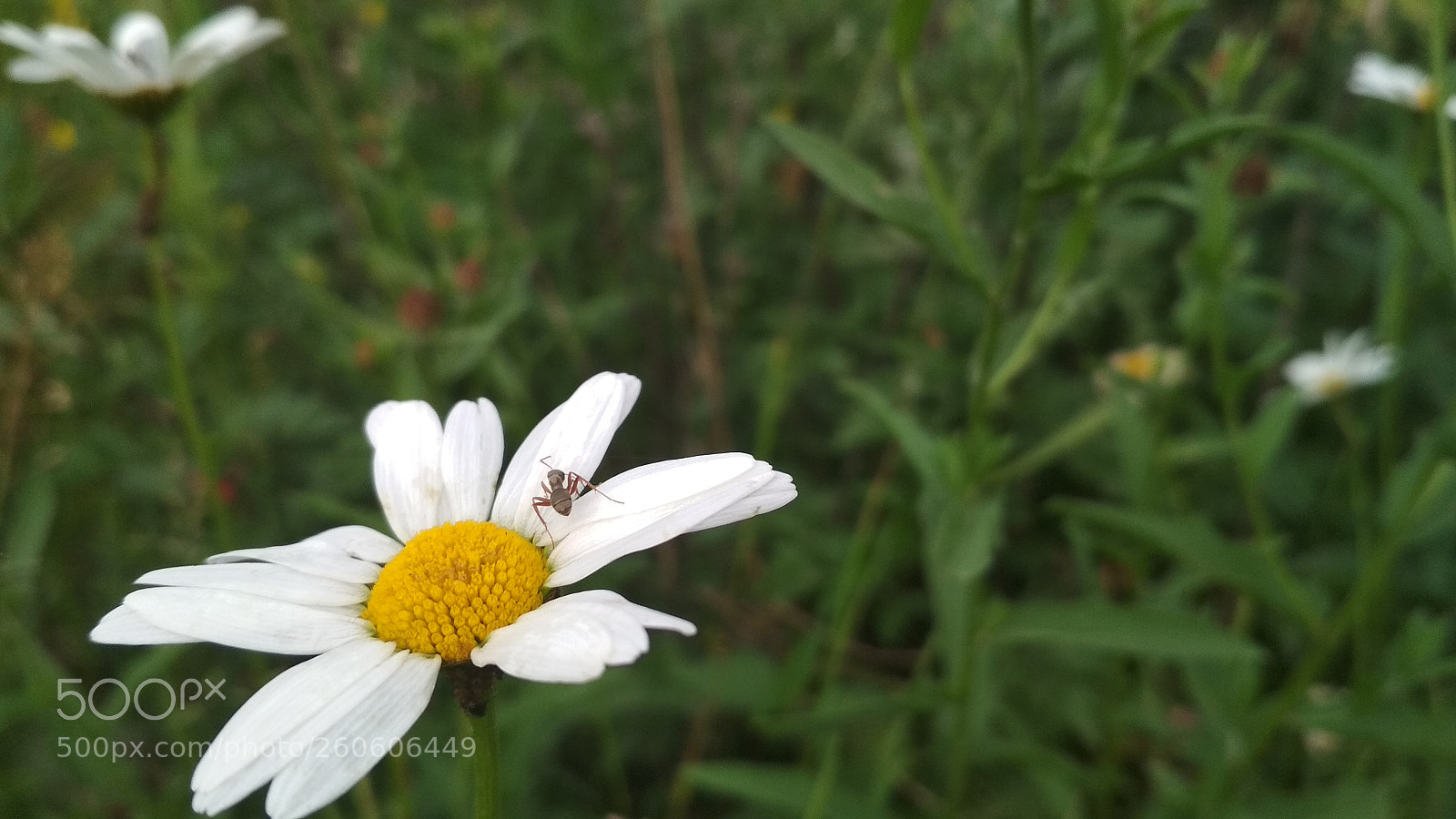 Xiaomi Redmi 4X sample photo. Untitled photography