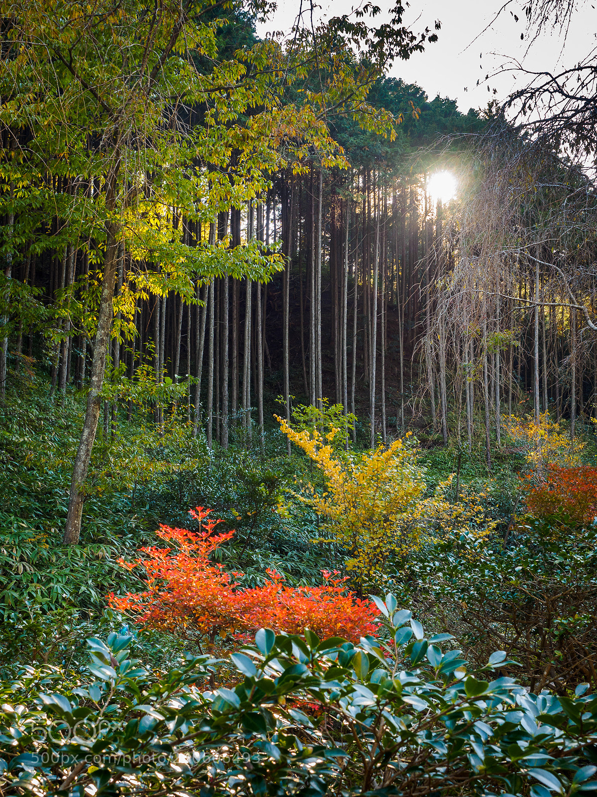 Olympus OM-D E-M1 sample photo. Miho museum photography