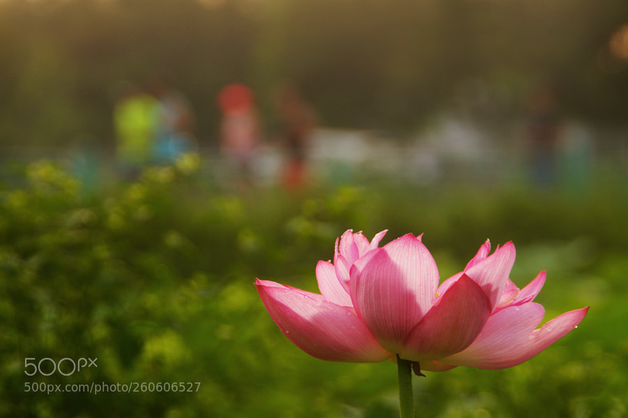 Sony SLT-A58 sample photo. Lotus feeling sunlight photography