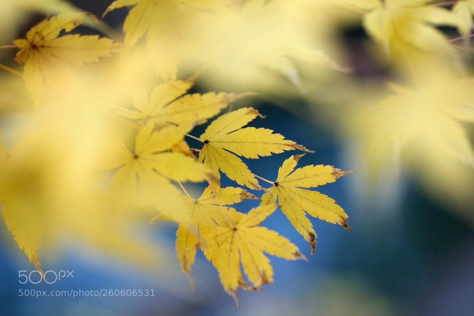Canon EOS 5DS sample photo. Bye bye autumn photography