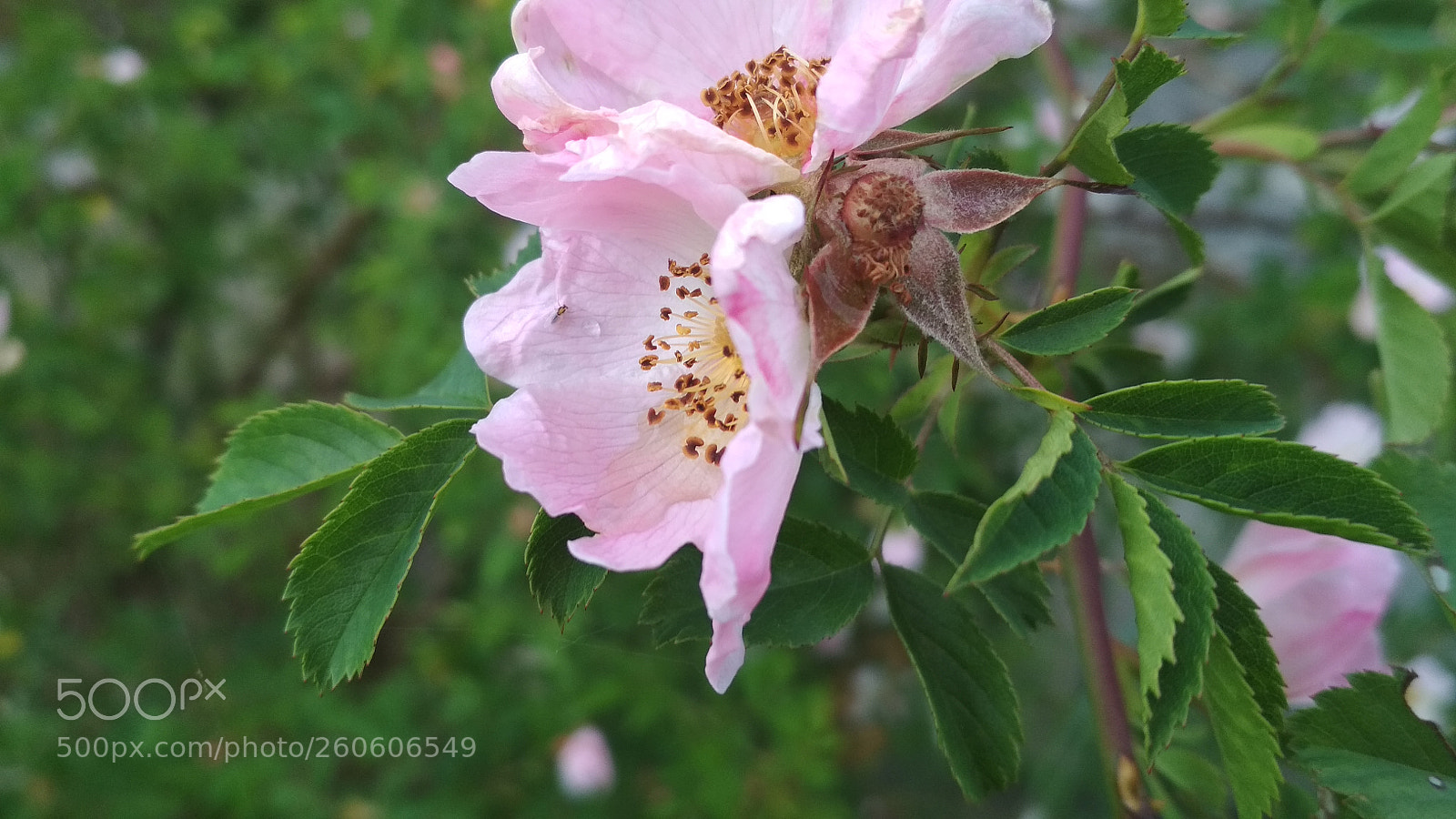 Xiaomi Redmi 4X sample photo. Untitled photography