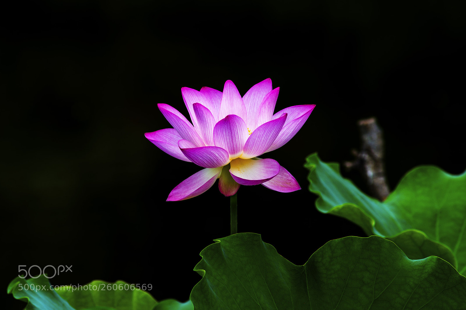 Nikon D610 sample photo. Lotus in shing mun photography
