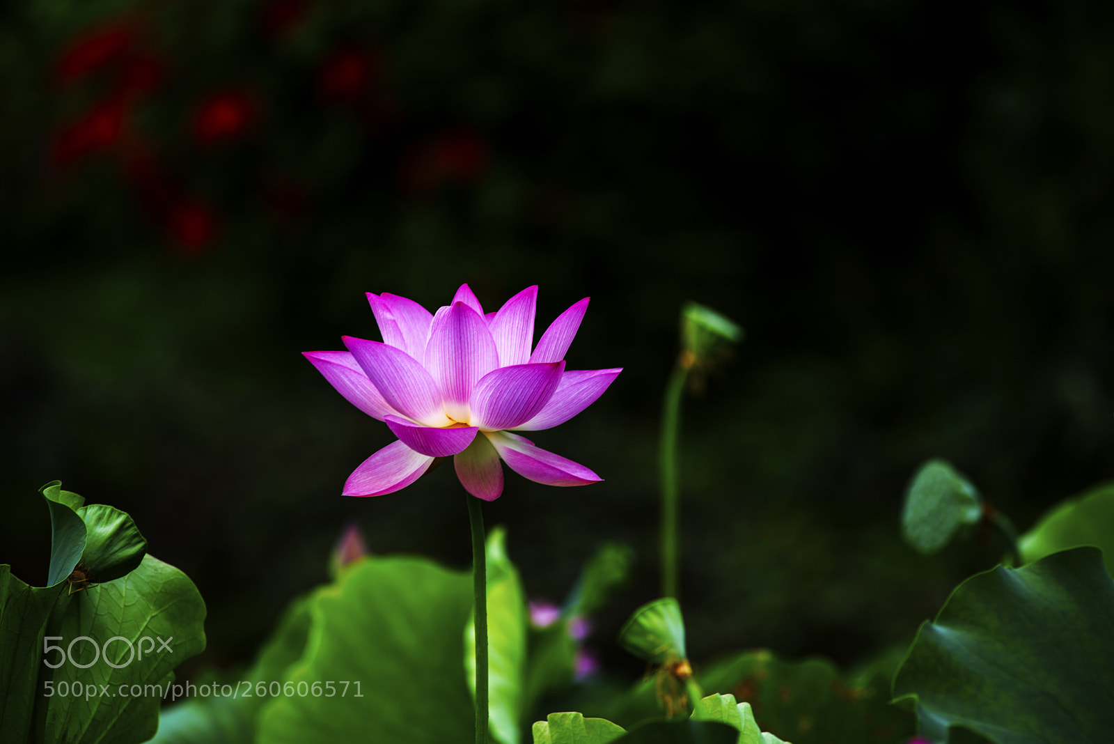 Nikon D610 sample photo. Lotus in shing mun photography