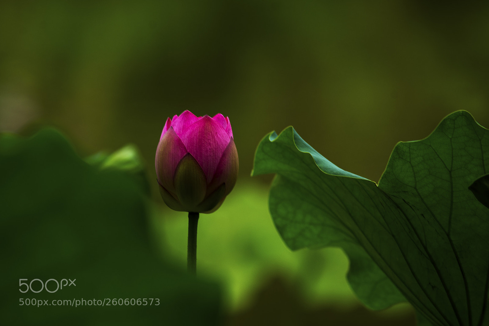 Nikon D610 sample photo. Lotus in shing mun photography