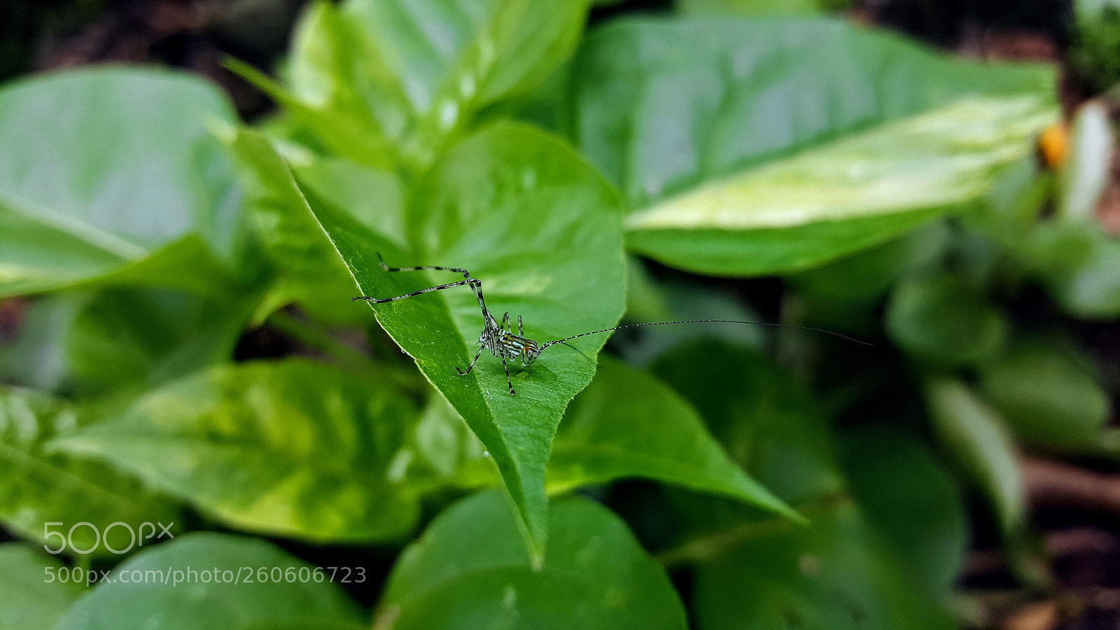 Samsung Galaxy S6 sample photo. 20171110_132647.jpg photography