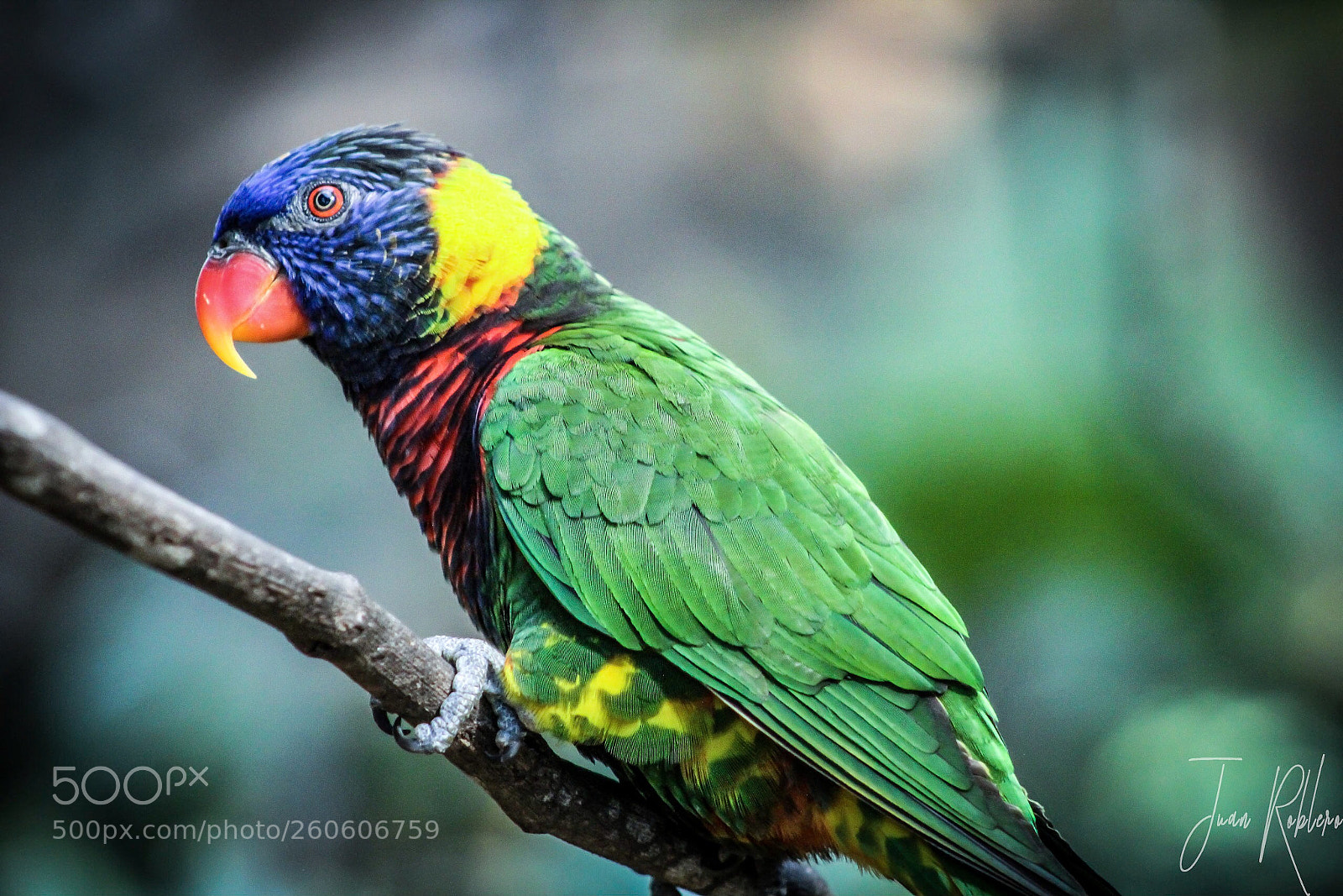 Canon EOS 1300D (EOS Rebel T6 / EOS Kiss X80) sample photo. A parrots life  photography