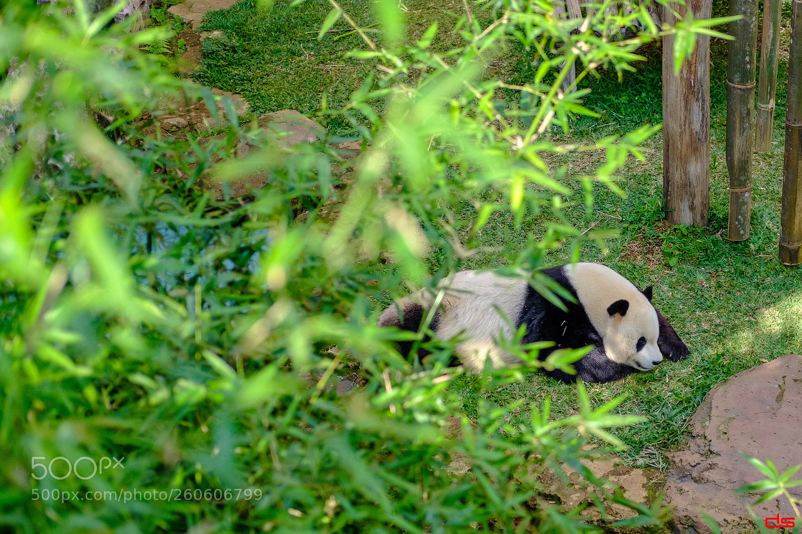 Fujifilm X-Pro2 sample photo. Panda photography