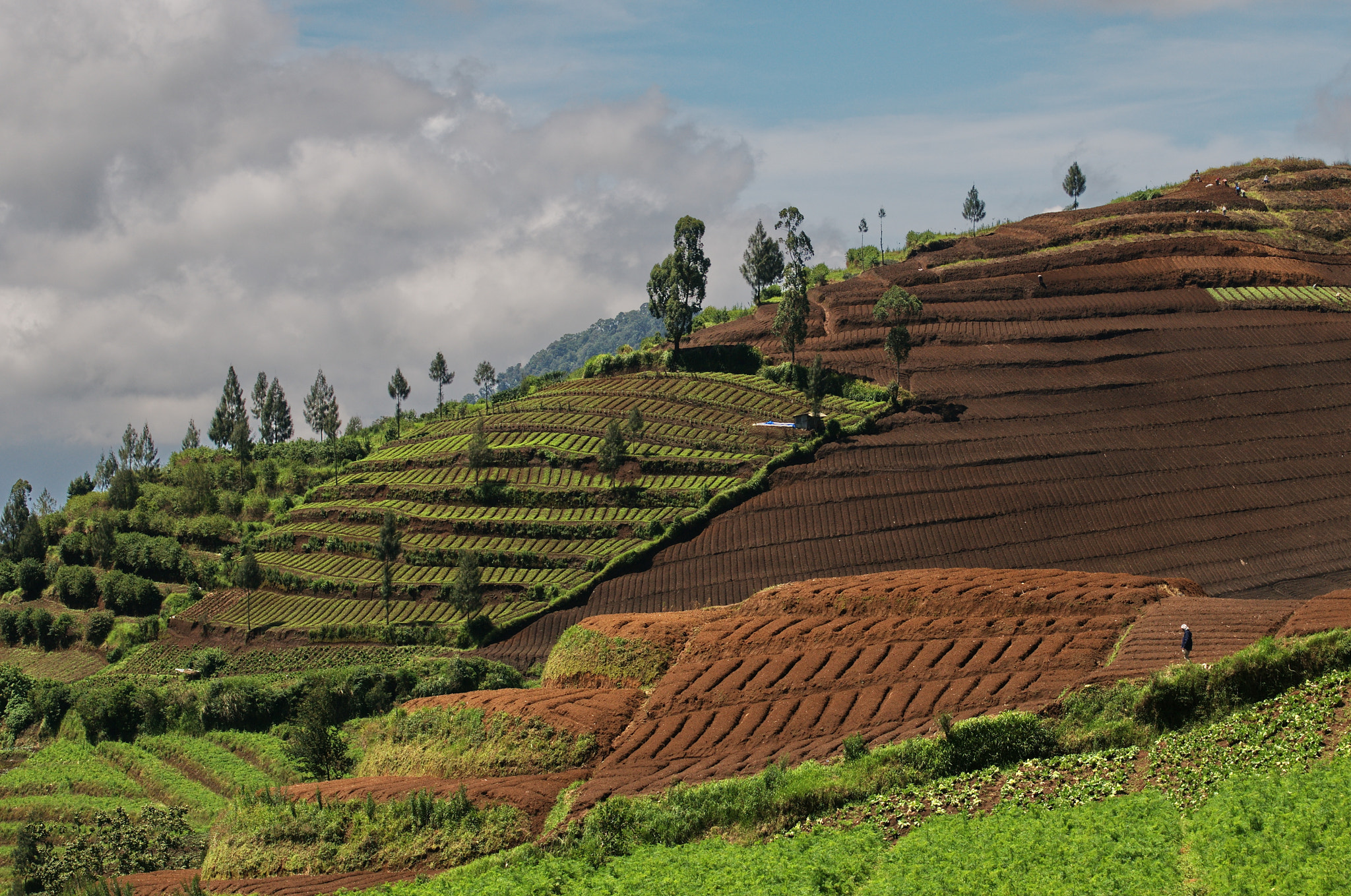 Nikon D300 sample photo. The fields its all hand made photography
