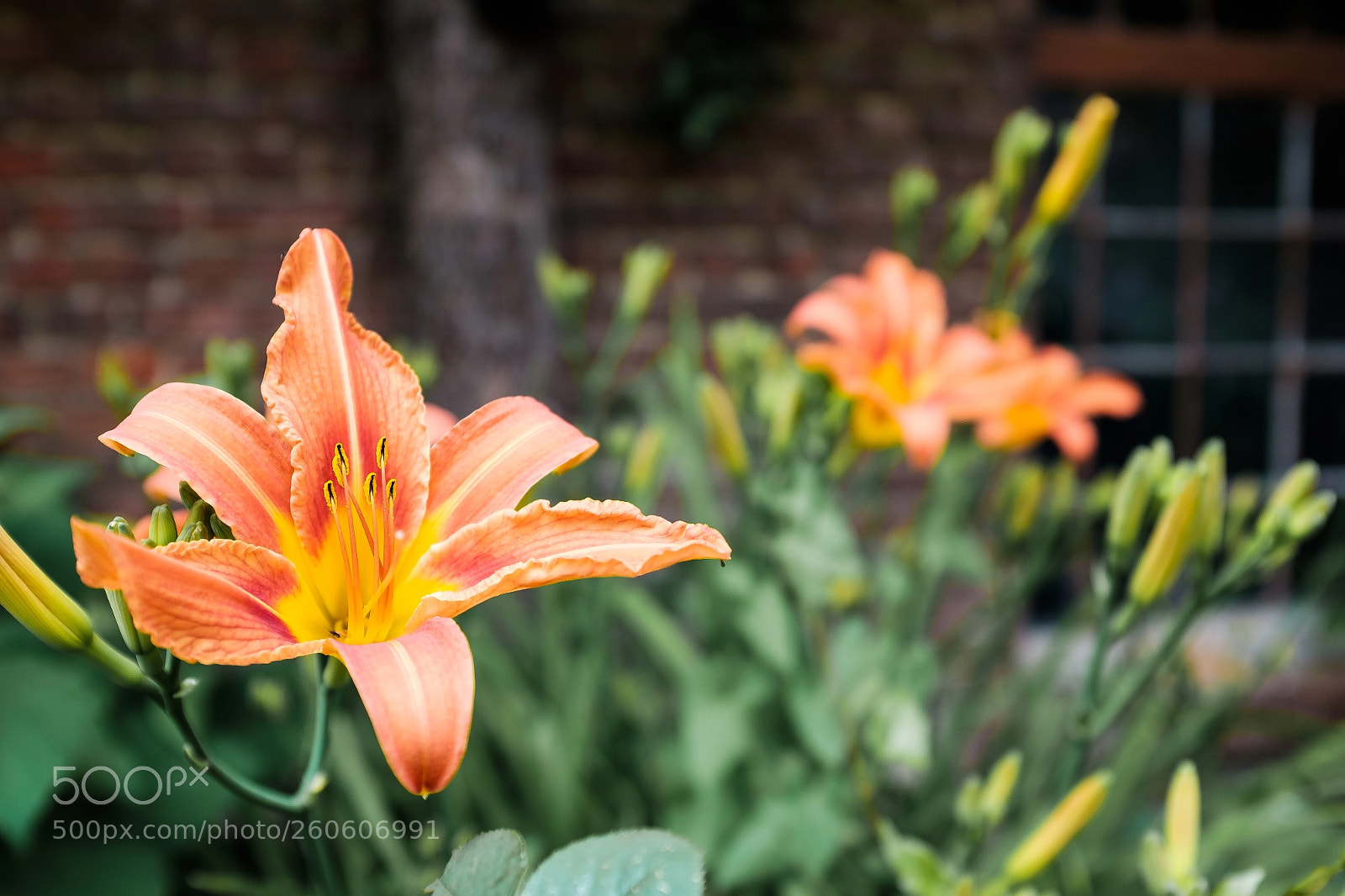Fujifilm X100T sample photo. Summer 1 photography