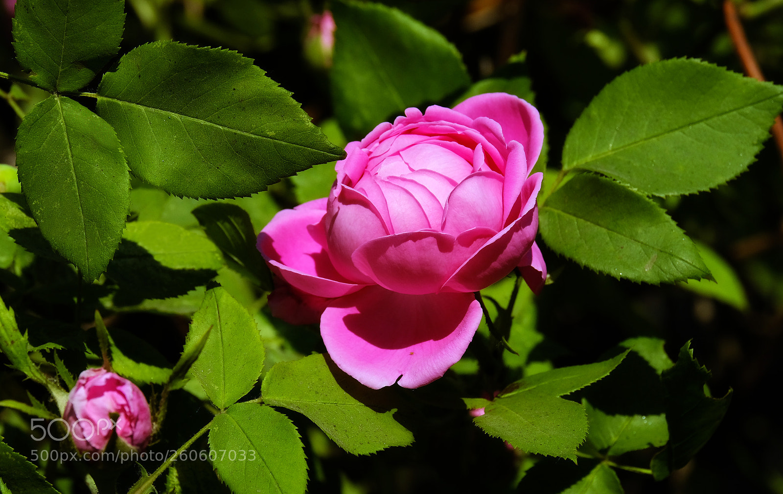 Fujifilm X-T20 sample photo. Flowering roses photography