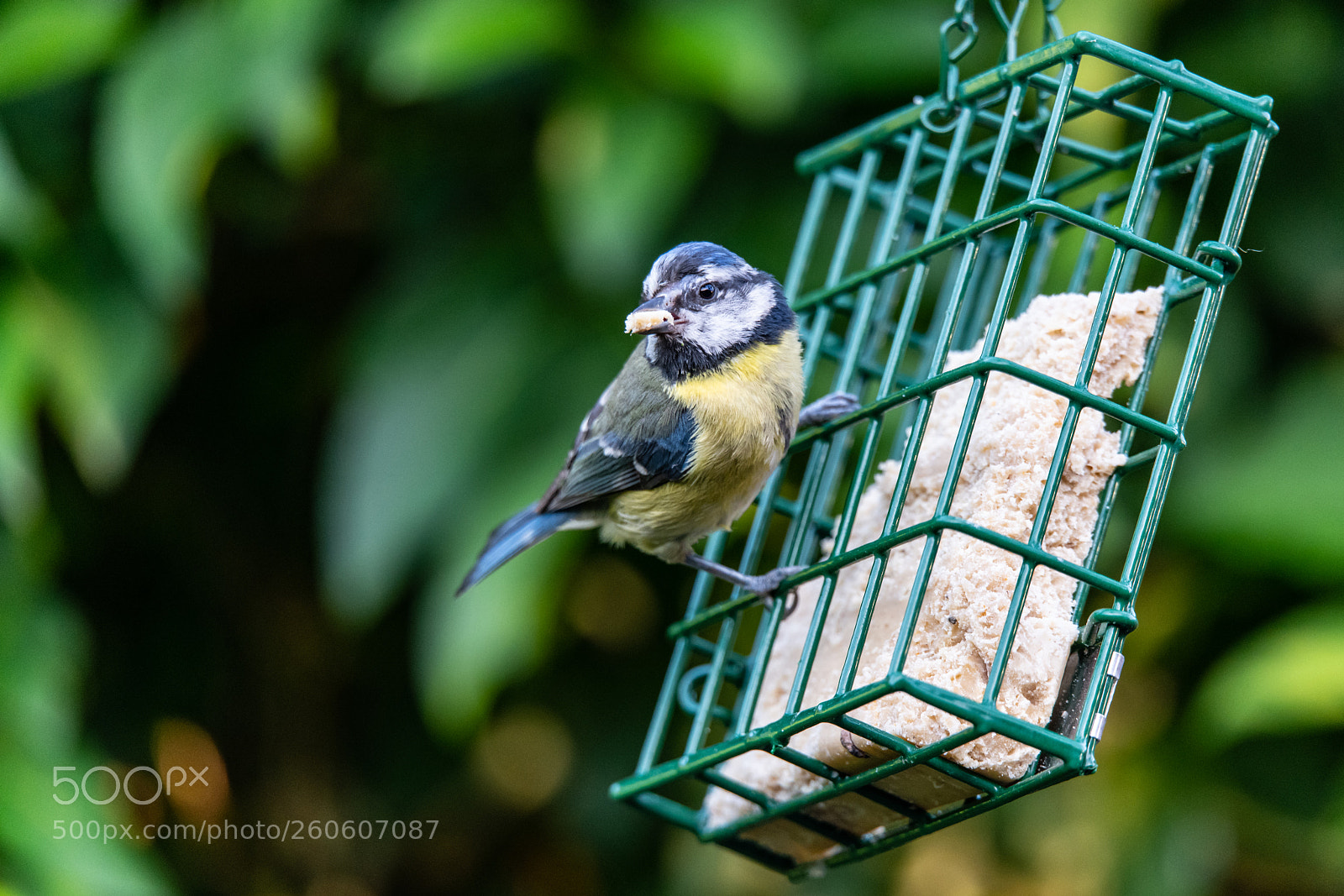 Nikon D850 sample photo. Beak full! photography