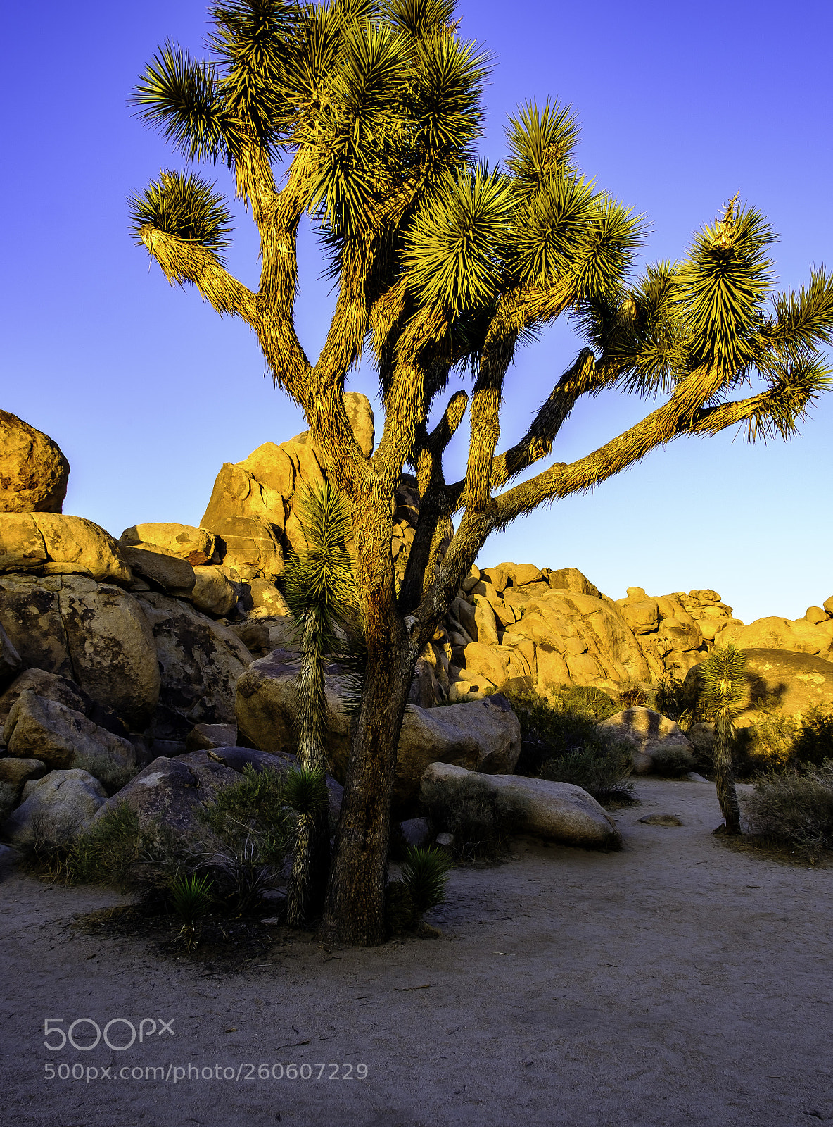 Fujifilm X-T2 sample photo. Joshua tree iii photography