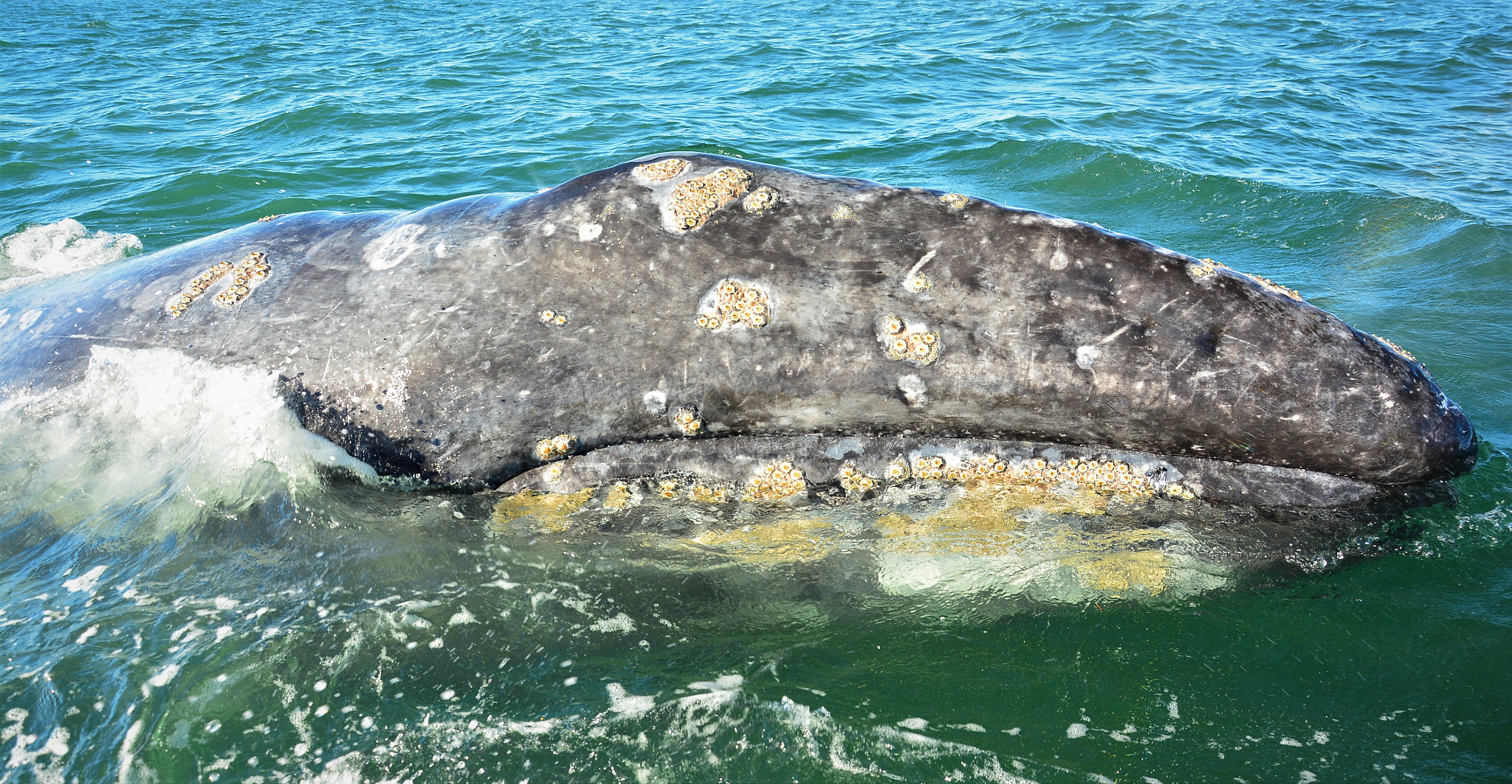 Nikon D7100 sample photo. Gray  whale-- photography