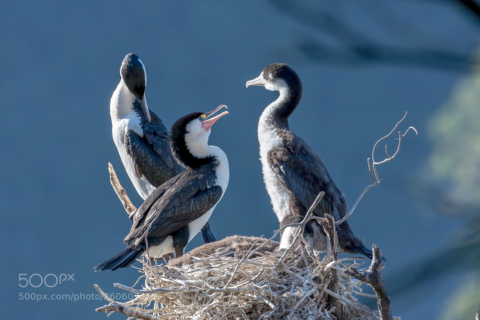 Canon EOS 40D sample photo. Pied shags photography