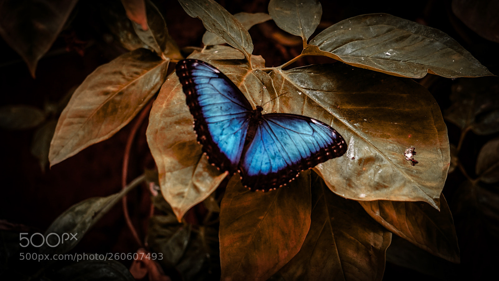 Sony a7 II sample photo. Untitled photography