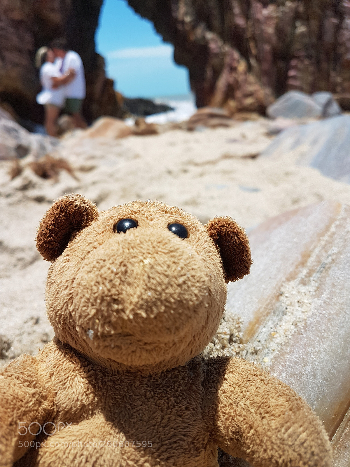 Samsung Galaxy S7 Edge sample photo. Bear photography