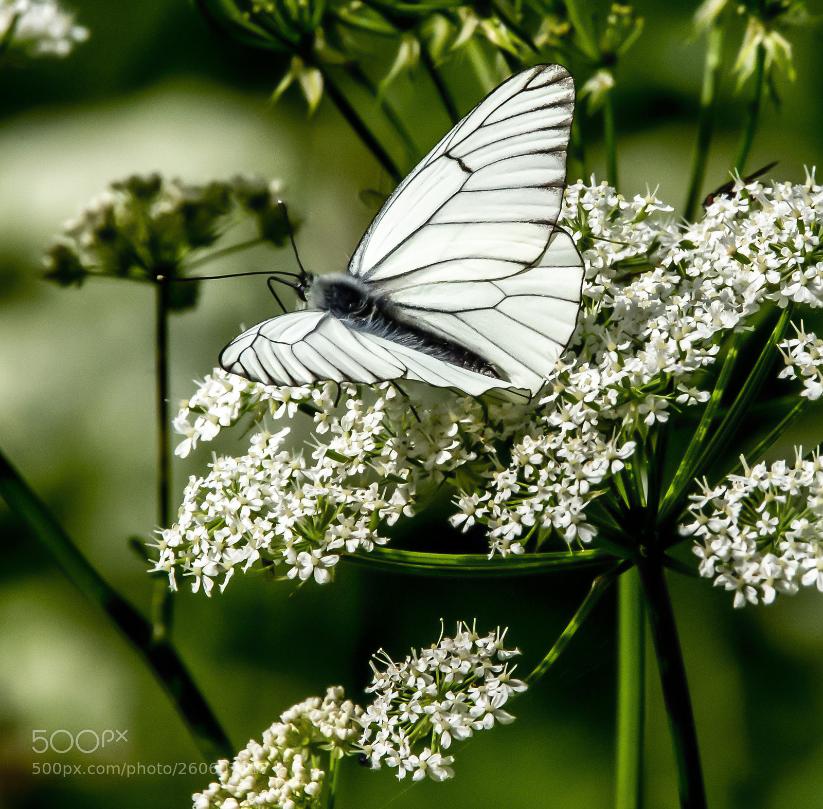 Nikon D4 sample photo. Black veined white aporia photography