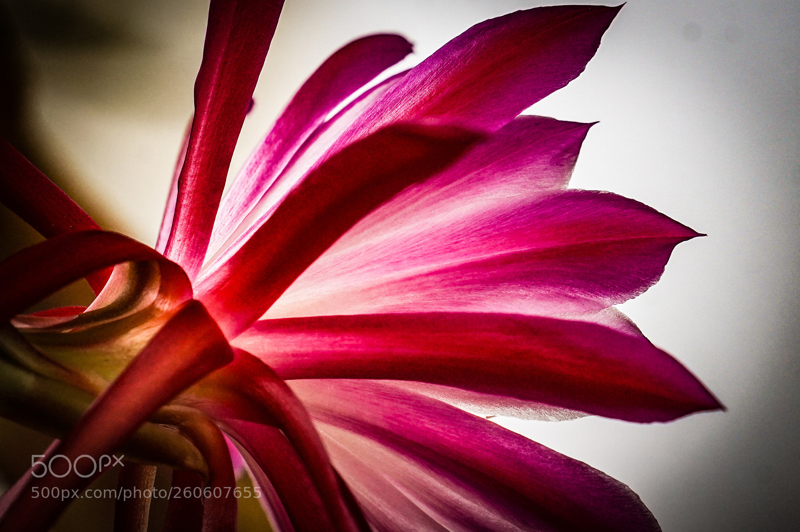 Sony a7 II sample photo. Untitled photography