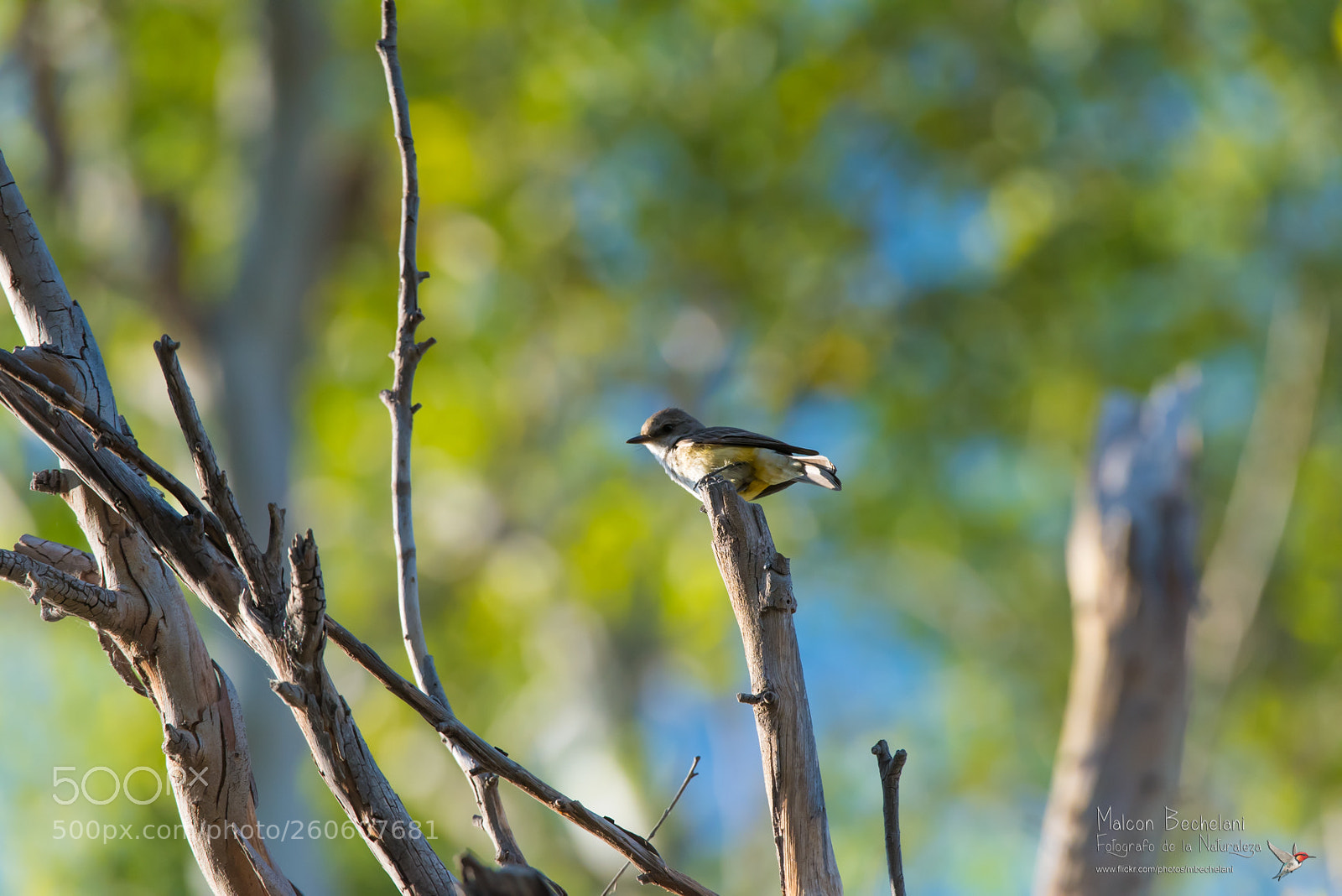 Nikon D810 sample photo. Mbs photography