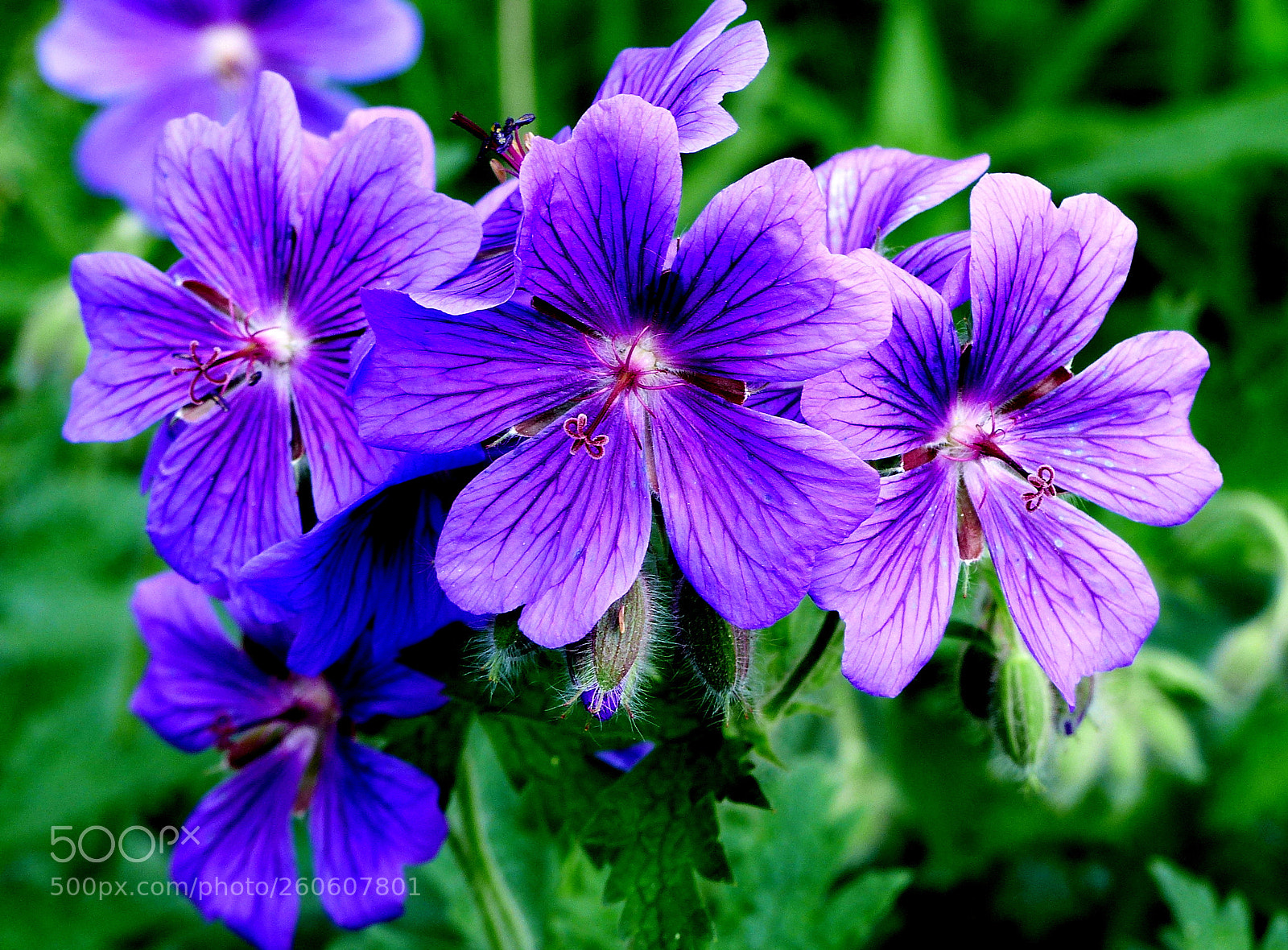 Panasonic Lumix DMC-FZ200 sample photo. Blue flowers. photography